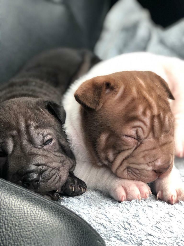shar pei gumtree
